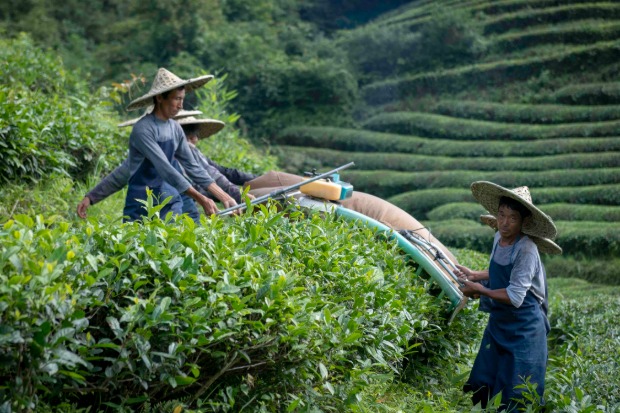 Tea Processing and Storage, First Fair Trade Certified